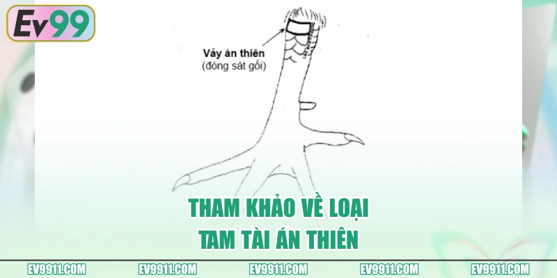 Tham khảo về loại tam tài án thiên